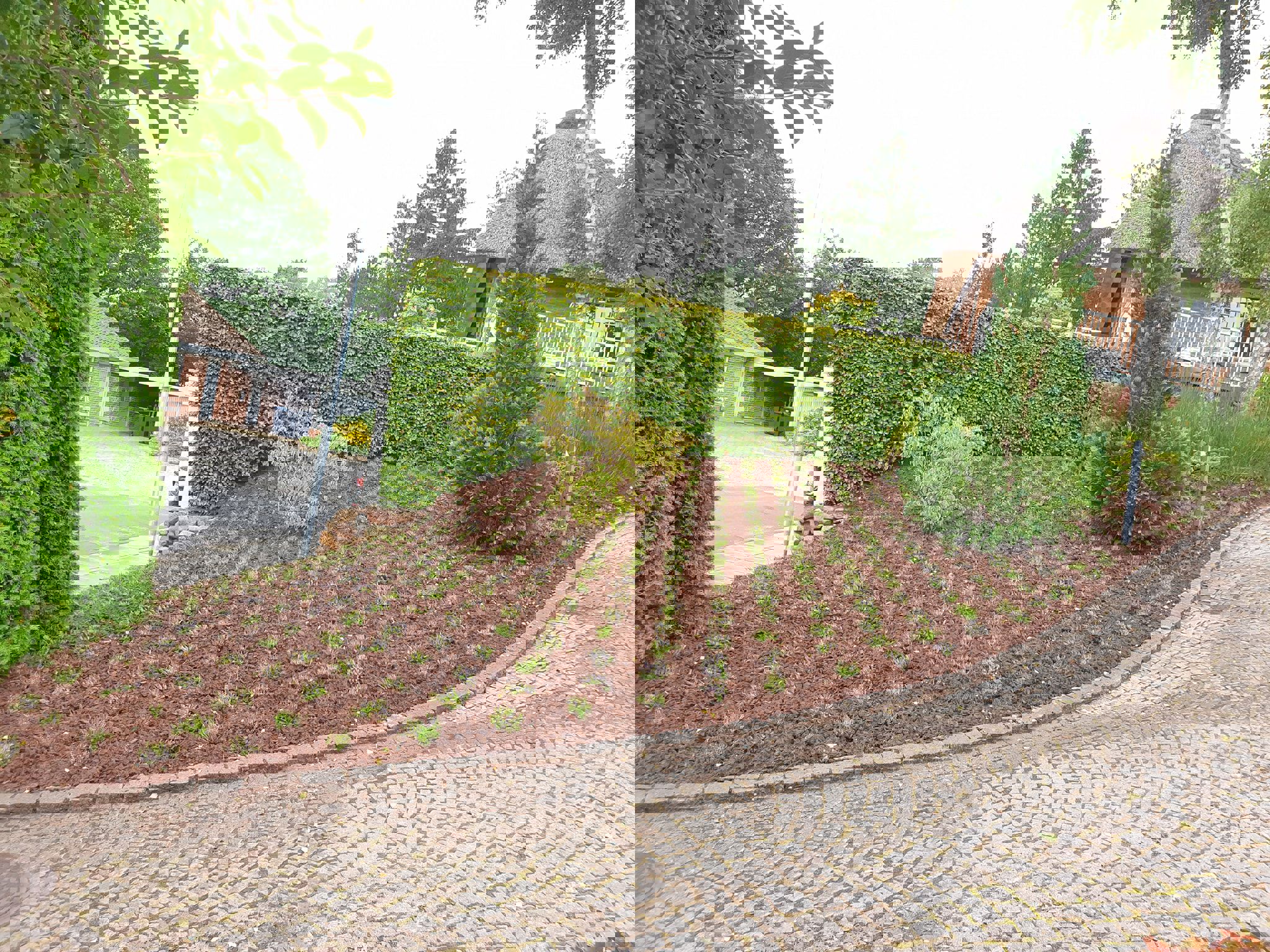 Plante Lyng Beplantning