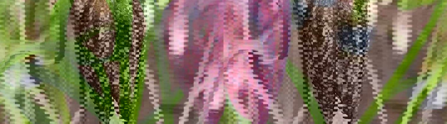 343931369 696849998909985 4943961376833124496 N