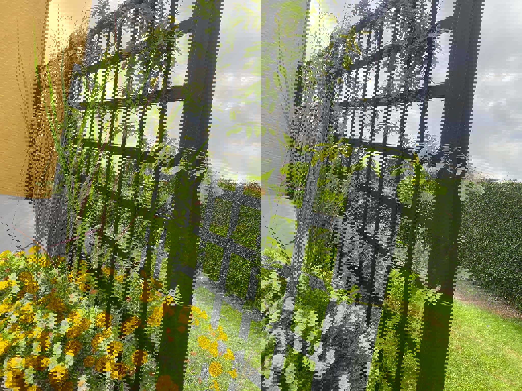 Espalier 03